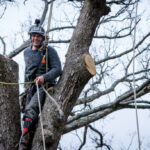 Hillsborough County Tree Care: Nurturing Nature’s Canopy with Expertise and Passion